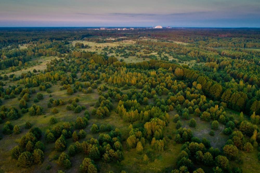 Лесные пожары изменили карту загрязнения зоны ЧАЭС, – экологи