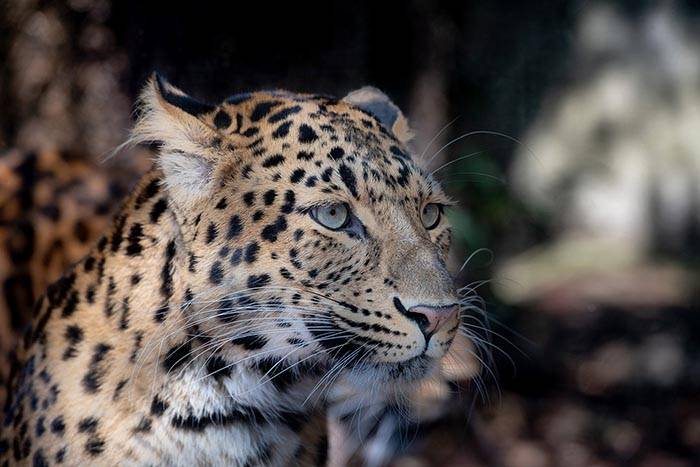Зоопарк Котбуса впервые показал близнецов-леопардов