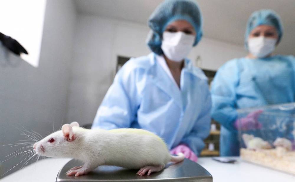 Ученые смогли управлять крысой через смартфон