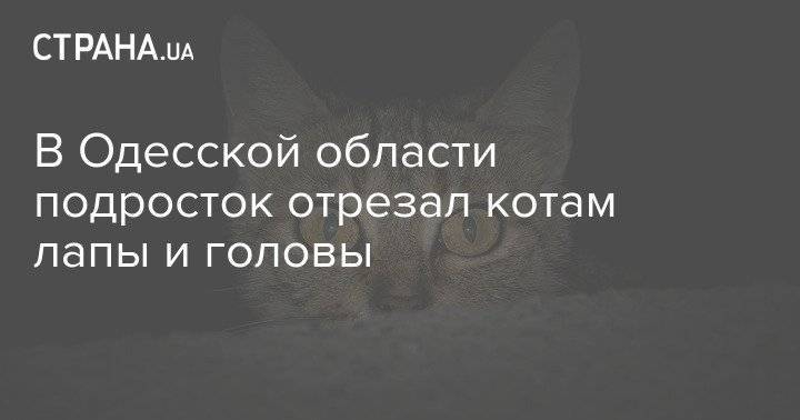 В Одесской области подросток отрезал котам лапы и головы