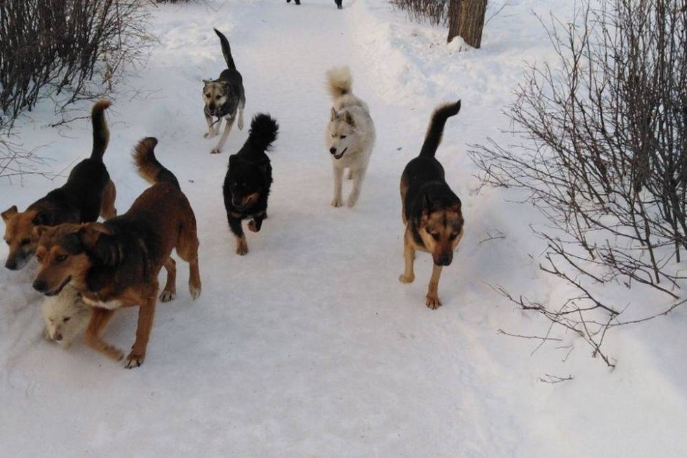 Как в Лисичанске будут регулировать численность бродячих собак