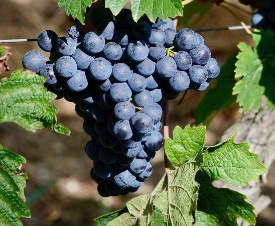 Украина отменила пошлину на ввоз вин из ЕС