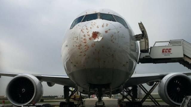 Грузовой самолет Turkish Airlines столкнулся со стаей птиц в воздухе (ФОТО)