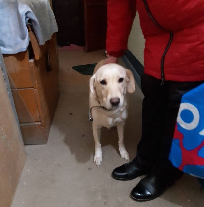 В Смоленске благодаря собаке соседи обнаружили, что ее хозяин скончался