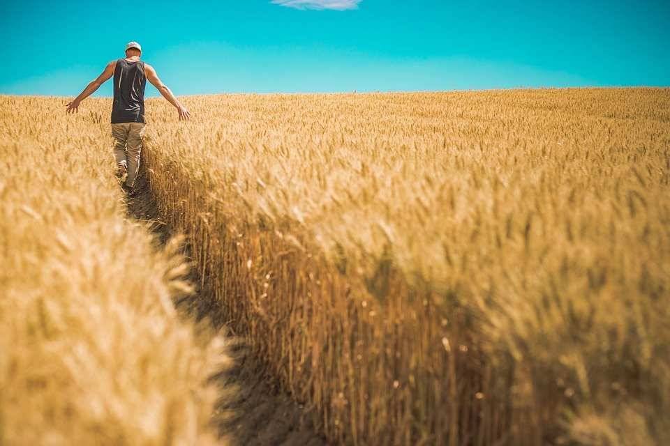 Украинские фермеры могут начать революцию из-за продажи земли иностранцам