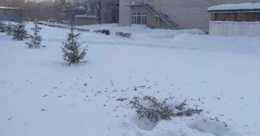Супруги срубили посаженную к юбилею Победы молодую елку в Сибири
