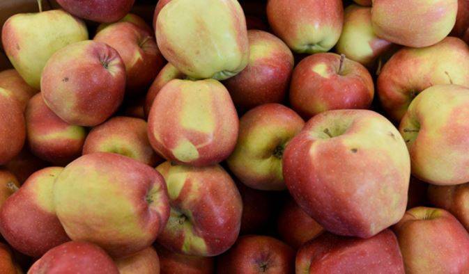 Польша пытается компенсировать потерю России для продажи яблок