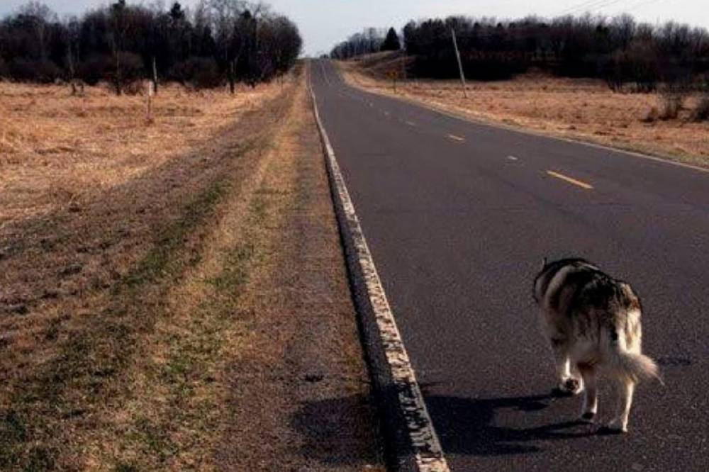 Во Львовской области мужчина привязал собаку к машине и волочил по дороге