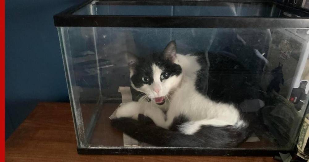 Кошка стала звездой соцсетей после того, как ее застали в аквариуме