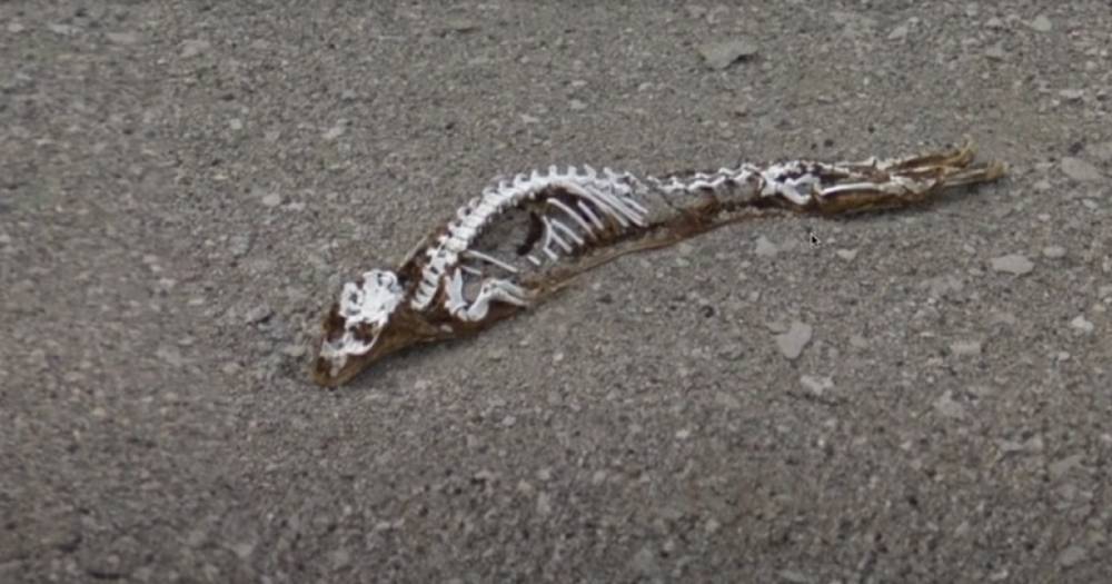 В Антарктиде нашли скелет загадочного существа