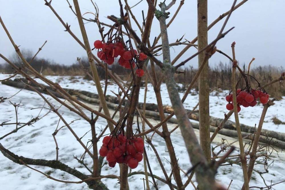 Погода в Смоленской области готовится к трескучим морозам