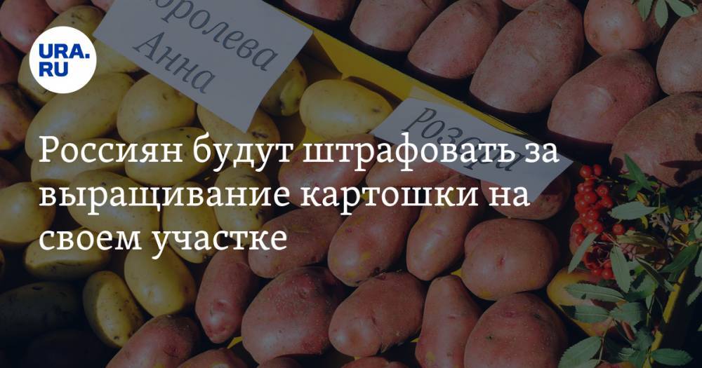 Россиян будут штрафовать за выращивание картошки на своем участке