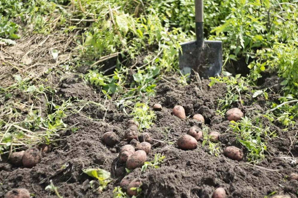 Юрист Редин перечислил россиянам основания для штрафов за выращивание картофеля