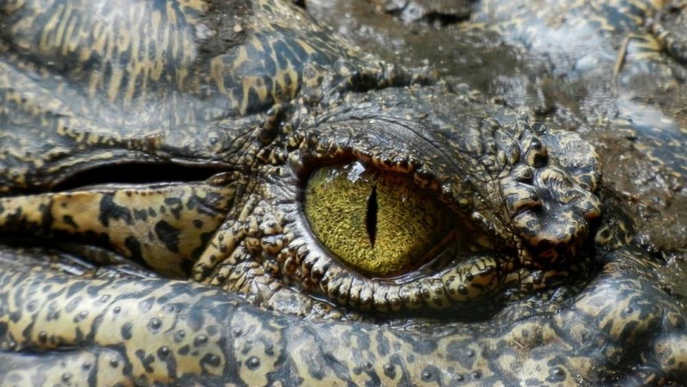 Ученые объяснили, почему крокодилы смогли пережить динозавров