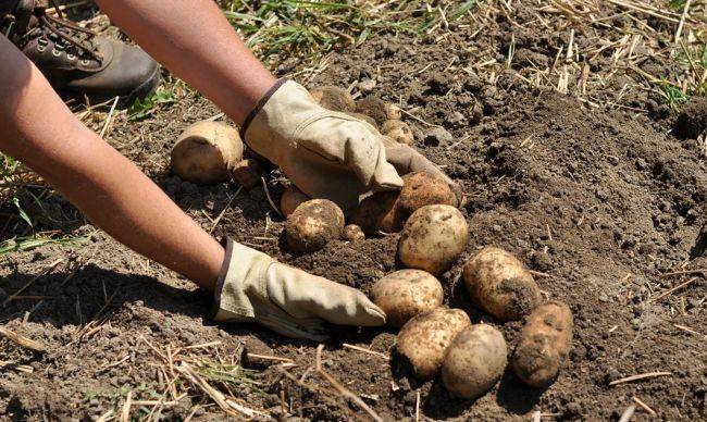 Юрист рассказал, при каких условиях могут оштрафовать за посадку картошки