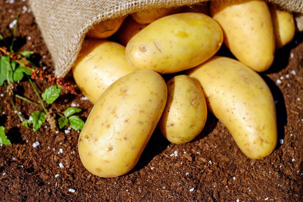Россиянам рассказали о штрафах за выращивание картофеля