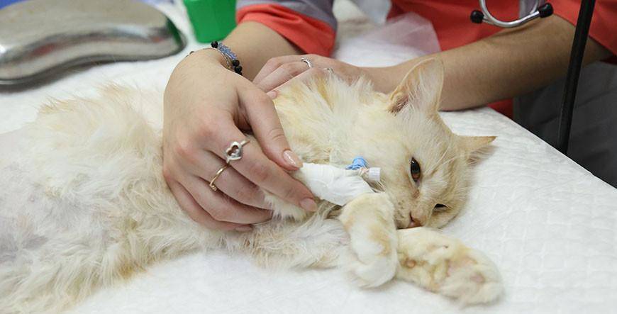 Потерявшей лапу кошке впервые поставили протез белорусского производства