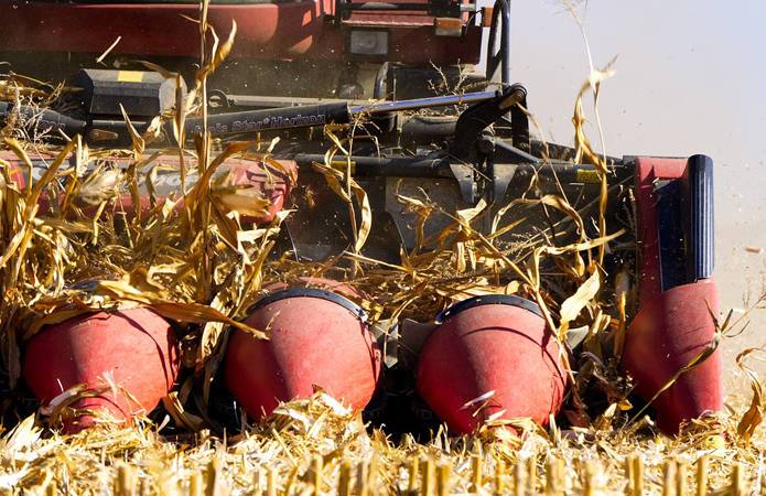 Рост потерь и потеря качества: сбор кукурузы затянется