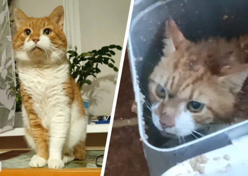 Замучавшую кота Кузю на камеру россиянку отпустили домой