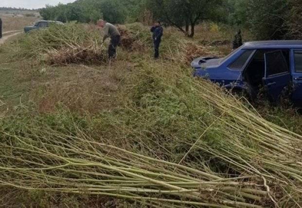 На Днепропетровщине полицейские обнаружили огромную плантацию конопли