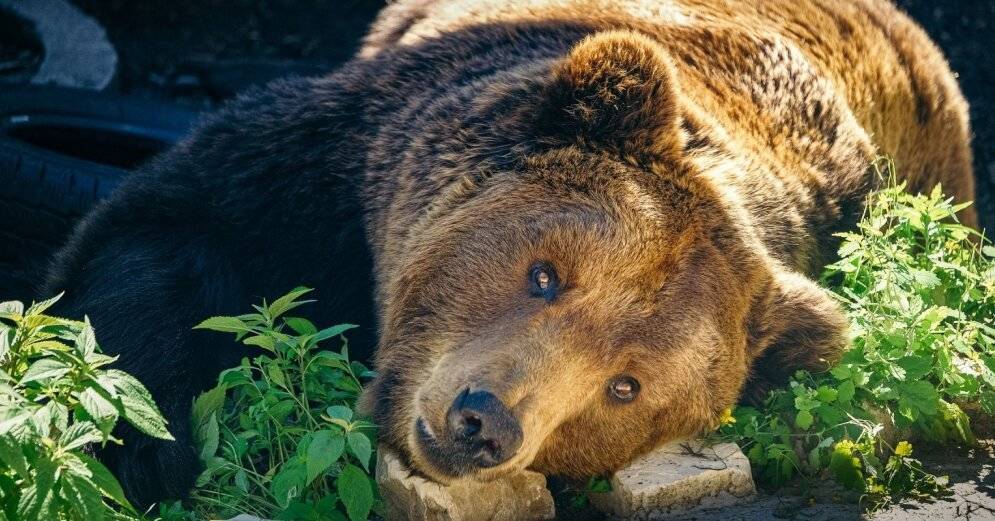 Медведей под Валкой будут отпугивать светом и феерверками