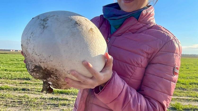 Огромный гриб на несколько килограммов нашла семья недалеко от Тюмени