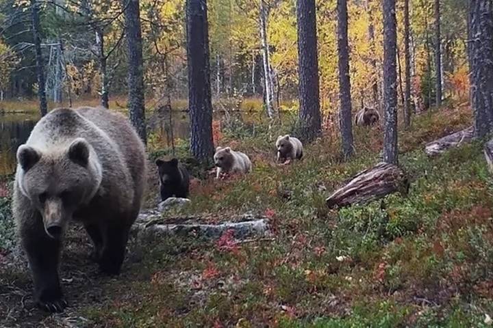 Косматые нарушители: пятеро медведей перешли границу с Финляндией