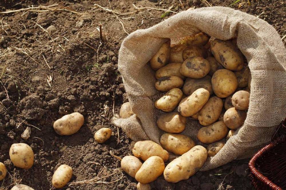 Житель Костромы вырастил на своем участке небывалый урожай картошки