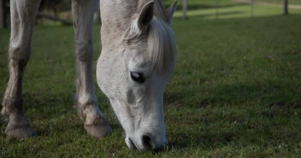 В Тернополе у мертвого пони обнаружили сибирскую язву