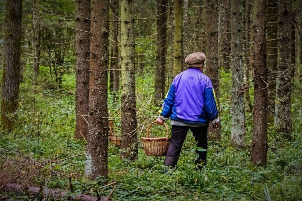 Костромские леса за месяц «поглотили» больше ста человек