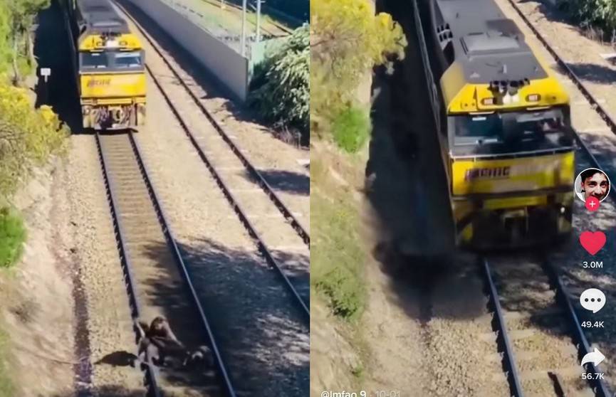 Мужчина, рискуя жизнью, спас из-под колес поезда собаку. Взгляните – во время просмотра замирает сердце! ( ВИДЕО)