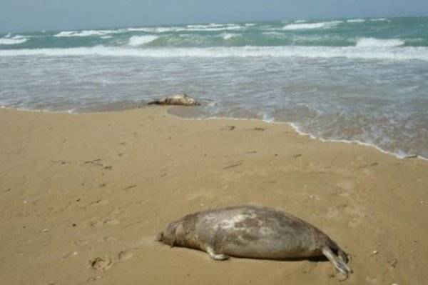 К северу от Баку зафиксирована массовая гибель тюленей