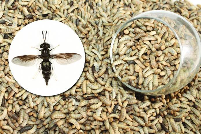 Дания заменит 10% импорта сои насекомыми