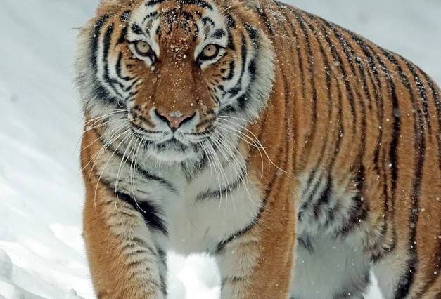 В России сняли самого «северного» амурского тигра в истории – видео