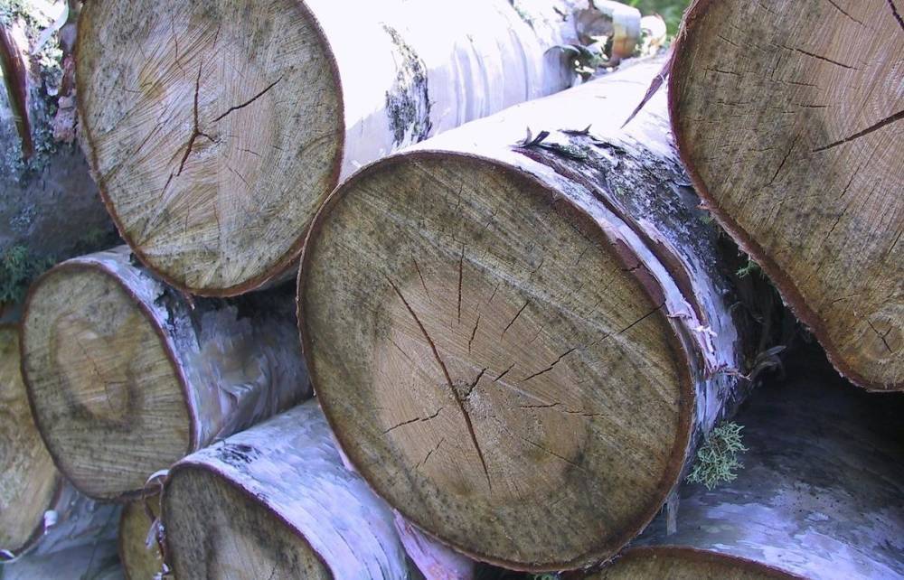 Житель Тверской области получил условный срок за вырубку леса на полмиллиона рублей