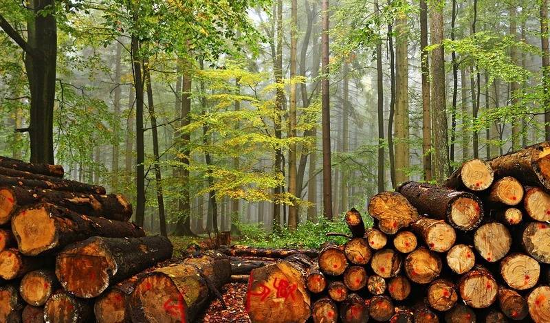 В Томске начнется суд над «черными лесорубами», продавшими лес почти на 500 млн руб