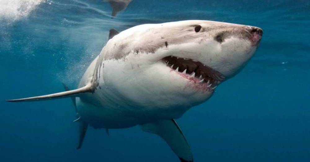 Житель Австралии снял акустический "жучок" с белой акулы и поднимал тревогу на пляже