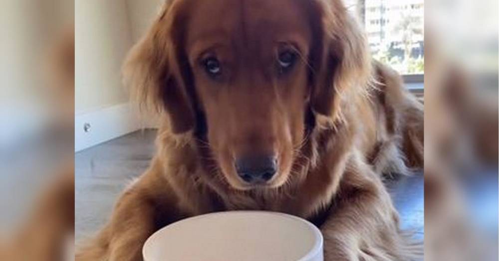 Реакція собаки, якого посадили на дієту, зворушила мережу — відео