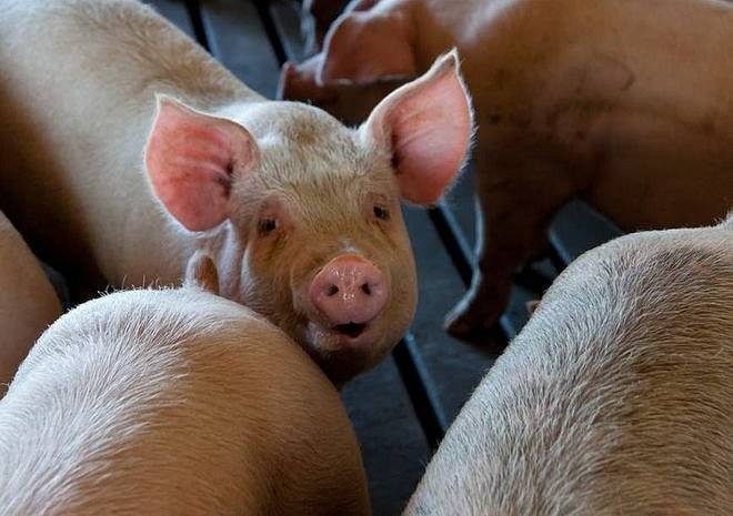 В Рязани введен карантин из-за африканской чумы свиней