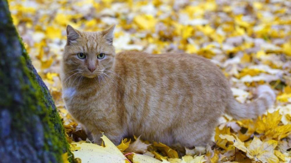 Пропавшего в Петербурге музейного кота Осю вернули в Фонтанный дом