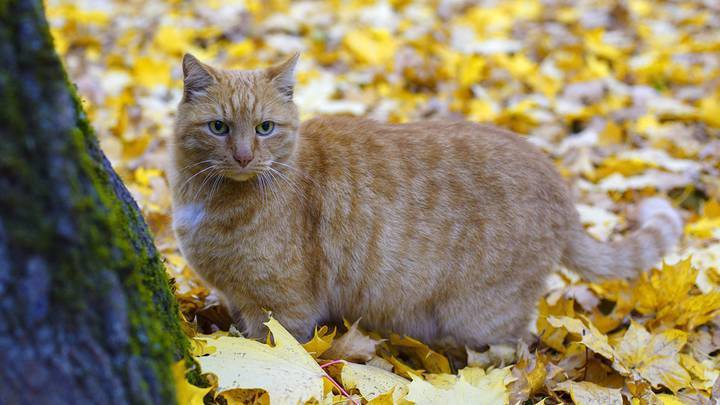 «Ося дома»: пропавшего кота вернули в музей Ахматовой в Петербурге