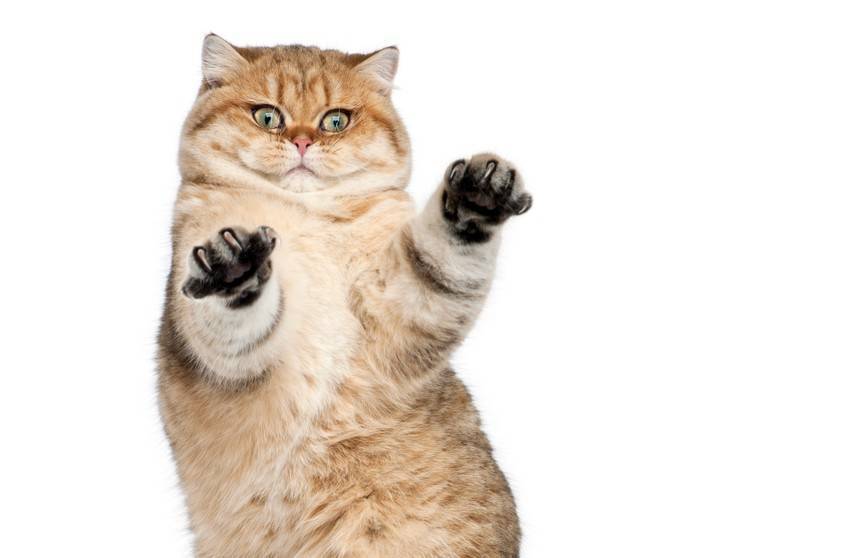 Кот украл еду из кухонного шкафчика и попал на видео – эти кадры можно пересматривать бесконечно!