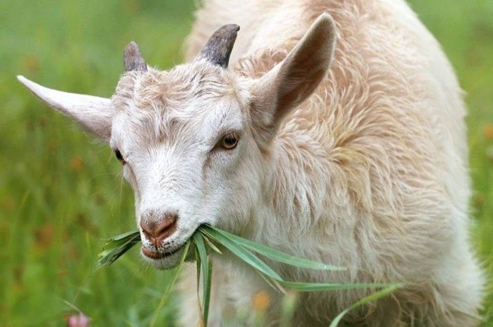 Пьяный житель Комсомольска-на-Амуре украл козу