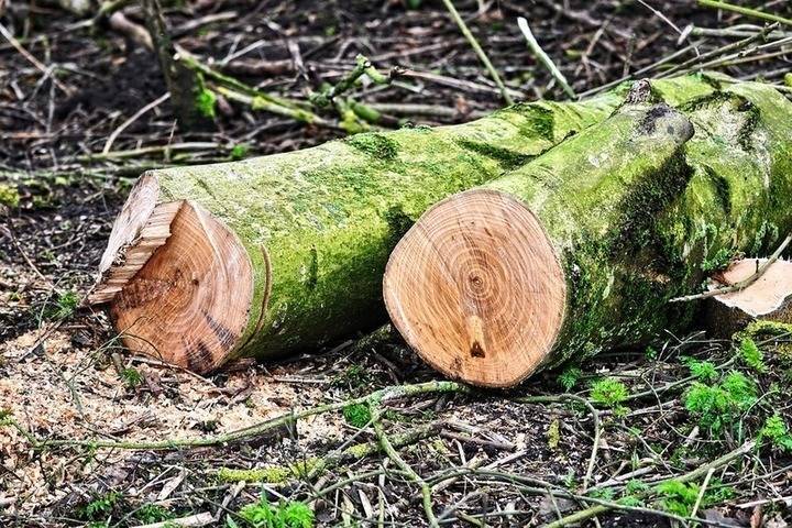 Жители Томска возмутились срубом деревьев в Академгородке Томска