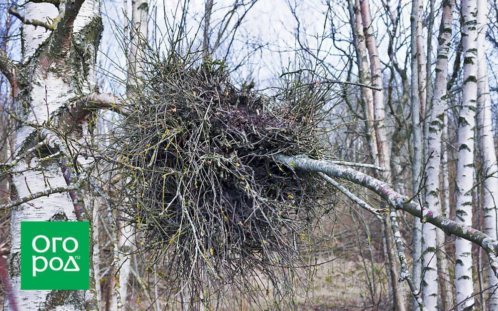 "Ведьмина метла" на деревьях – лечить или выкапывать?
