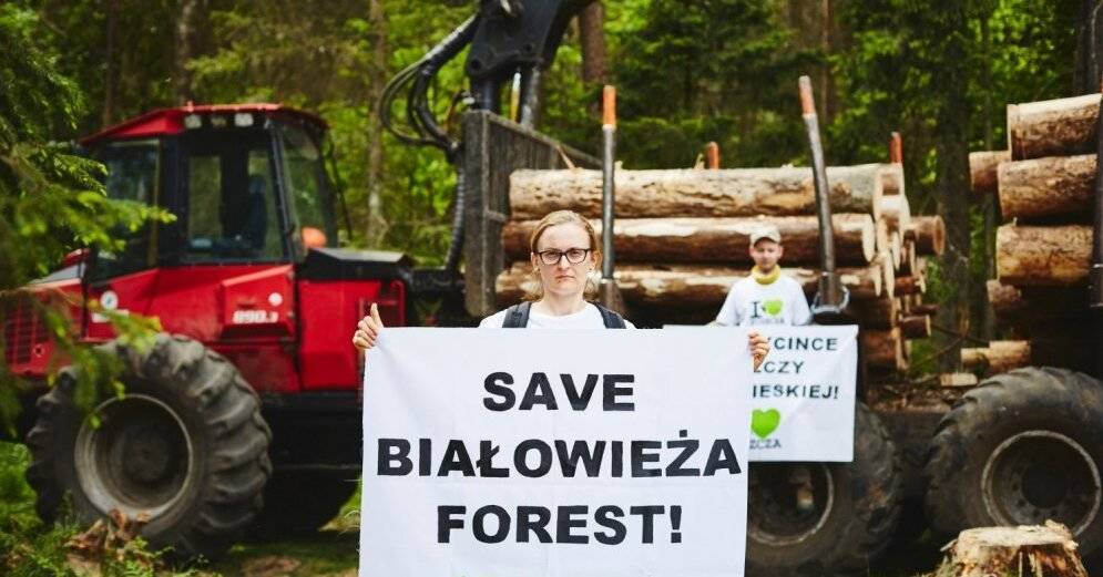 Польские экологи раскритиковали вырубку леса в Беловежской пуще