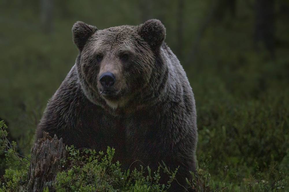 Медведя-сладкоежку отстрелили у охинских дач