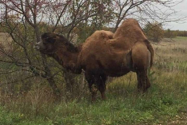 В Ивановском районе с частной фермы сбежала верблюдица