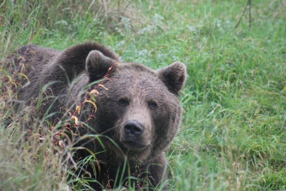 Медведя заметили местные жители в черте Красноярска