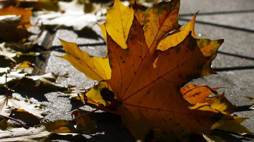 Осенняя угроза: иммунолог предупредил об опасности опавших листьев